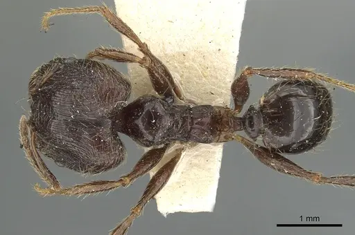 Pheidole sepulchralis specimen CASENT0901516 image casent0901516_1