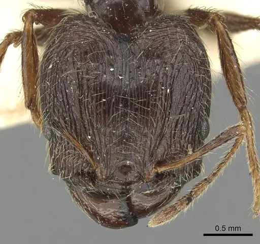 Pheidole sepulchralis specimen CASENT0901516 image casent0901516_2