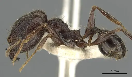 Pheidole sepulchralis specimen CASENT0901516 image casent0901516_3