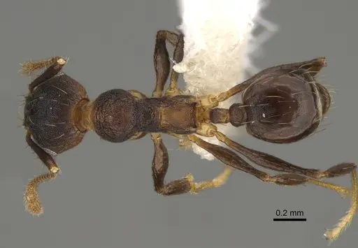 Pheidole sepultura specimen CASENT0646597 image casent0646597_1