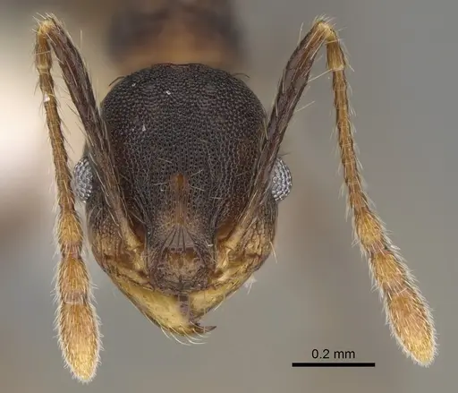 Pheidole sepultura specimen CASENT0646597 image casent0646597_2