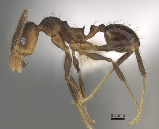Pheidole sepultura specimen CASENT0646597 image casent0646597_3