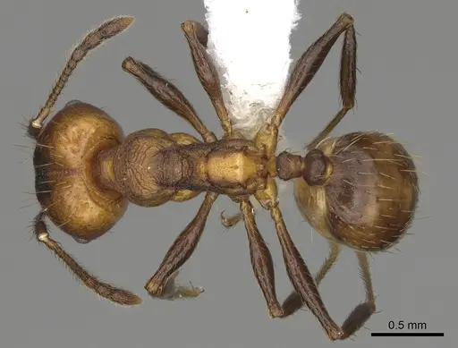 Pheidole sepultura specimen CASENT0646599 image casent0646599_1