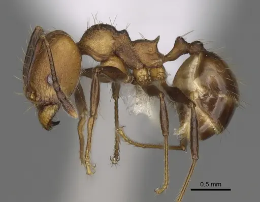 Pheidole sepultura specimen CASENT0646599 image casent0646599_3