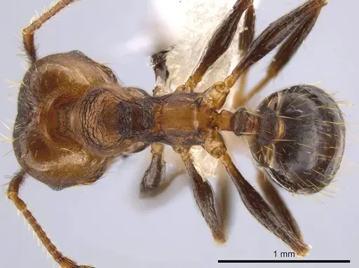 Pheidole sepultura specimen JTLC000014191 image jtlc000014191_1