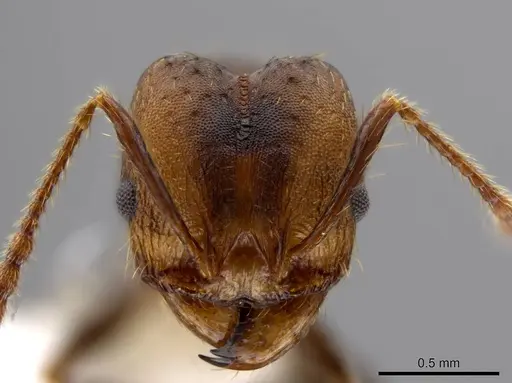 Pheidole sepultura specimen JTLC000014191 image jtlc000014191_2