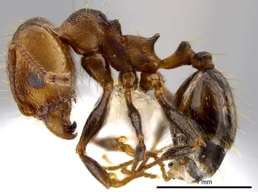 Pheidole sepultura specimen JTLC000014191 image jtlc000014191_3