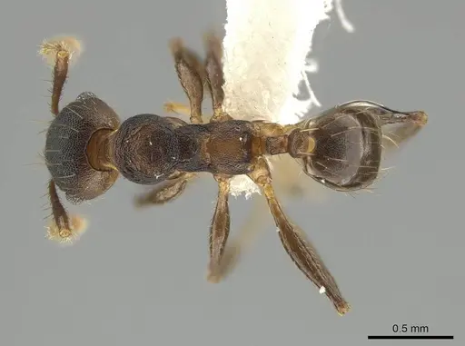 Pheidole sepultura specimen JTLC000014192 image jtlc000014192_1