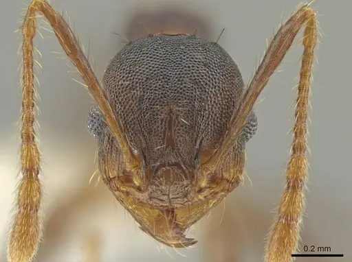 Pheidole sepultura specimen JTLC000014192 image jtlc000014192_2