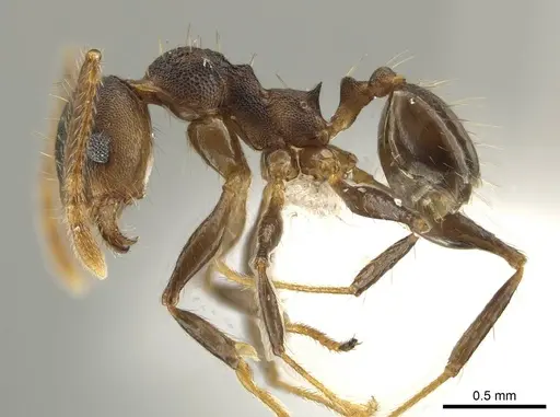 Pheidole sepultura specimen JTLC000014192 image jtlc000014192_3