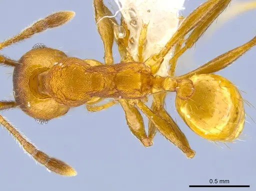 Pheidole sepultura specimen JTLC000014248 image jtlc000014248_1