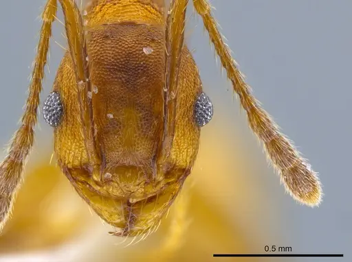 Pheidole sepultura specimen JTLC000014248 image jtlc000014248_2
