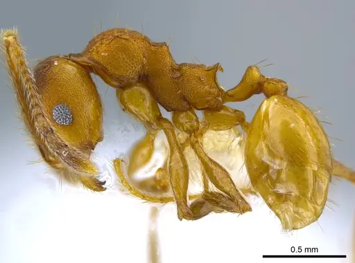 Pheidole sepultura specimen JTLC000014248 image jtlc000014248_3