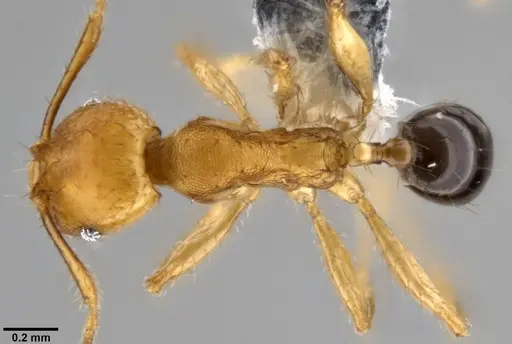 Pheidole sericella specimen CASENT0282637 image casent0282637_1