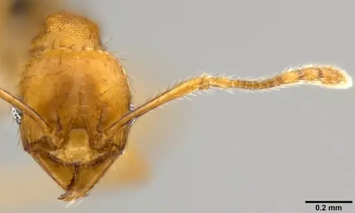 Pheidole sericella specimen CASENT0282637 image casent0282637_2