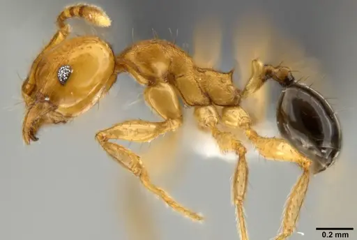Pheidole sericella specimen CASENT0282637 image casent0282637_3