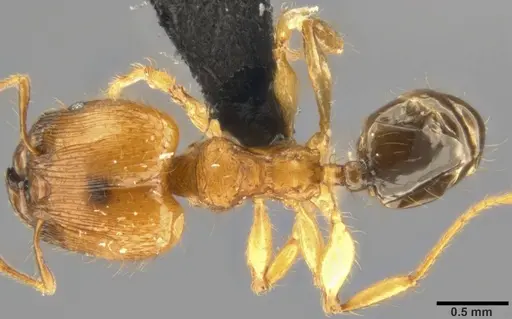 Pheidole sericella specimen CASENT0282944 image casent0282944_1