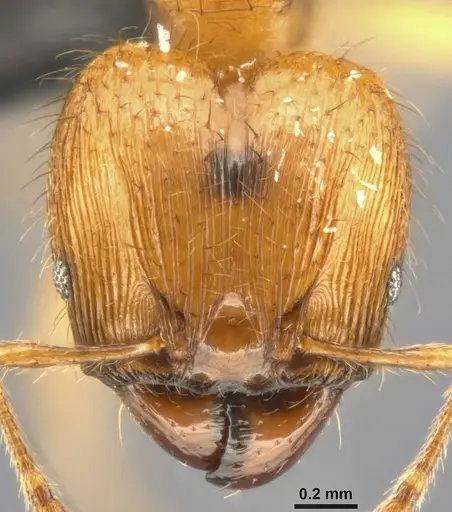 Pheidole sericella specimen CASENT0282944 image casent0282944_2