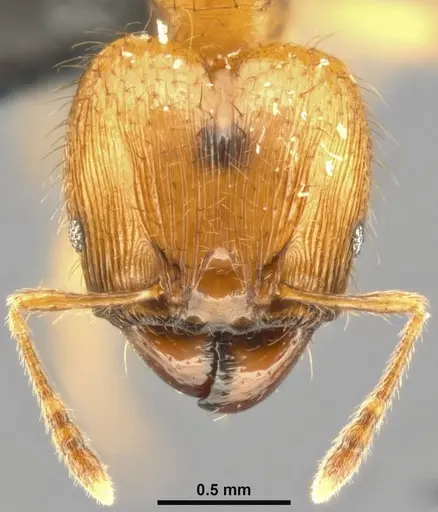 Pheidole sericella specimen CASENT0282944 image casent0282944_3