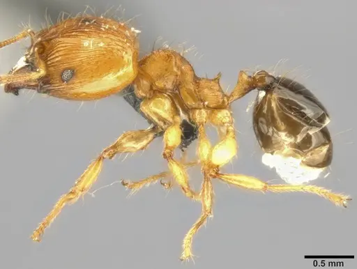 Pheidole sericella specimen CASENT0282944 image casent0282944_4