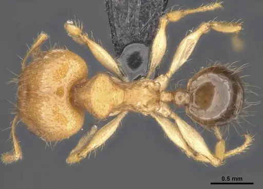 Pheidole sericella specimen CASENT0284019 image casent0284019_1