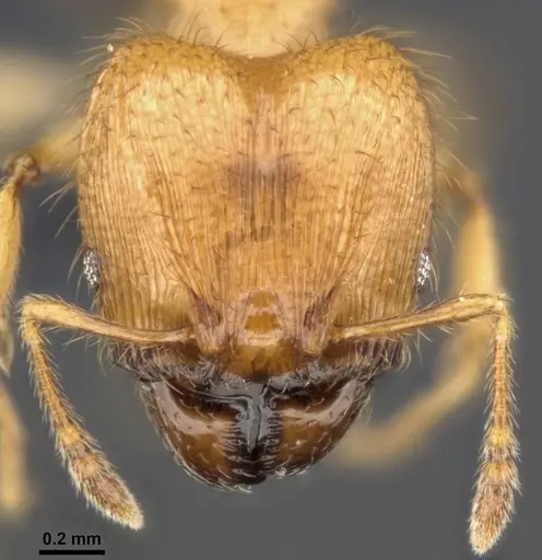 Pheidole sericella specimen CASENT0284019 image casent0284019_2