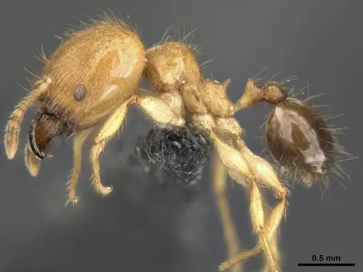 Pheidole sericella specimen CASENT0284019 image casent0284019_3