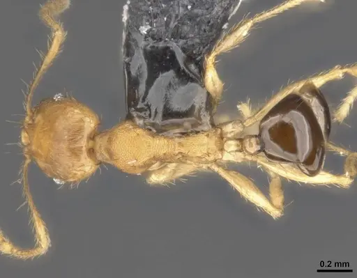 Pheidole sericella specimen CASENT0284020 image casent0284020_1