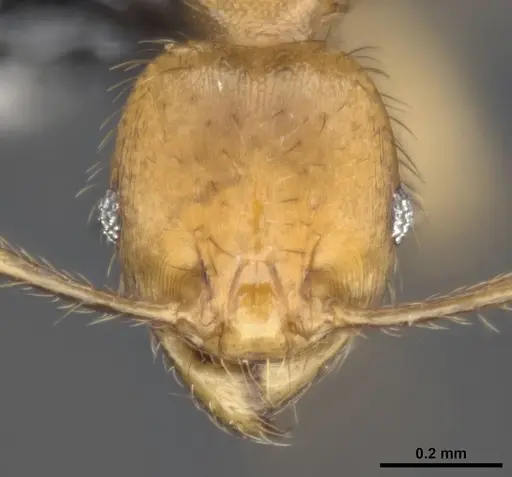 Pheidole sericella specimen CASENT0284020 image casent0284020_2