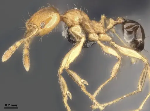 Pheidole sericella specimen CASENT0284020 image casent0284020_3