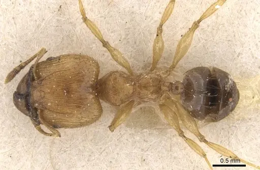 Pheidole sericella specimen CASENT0908057 image casent0908057_1