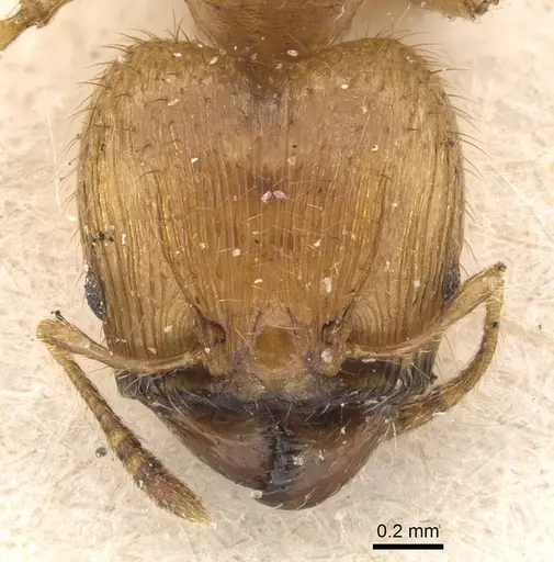 Pheidole sericella specimen CASENT0908057 image casent0908057_2