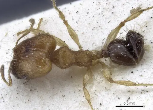 Pheidole sericella specimen CASENT0916619 image casent0916619_1