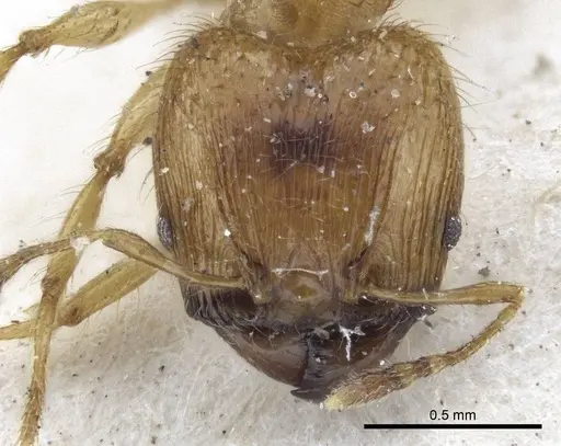 Pheidole sericella specimen CASENT0916619 image casent0916619_2