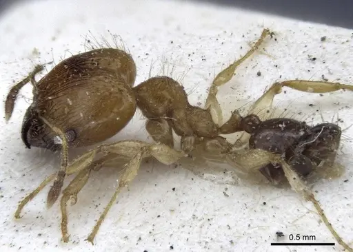Pheidole sericella specimen CASENT0916619 image casent0916619_3
