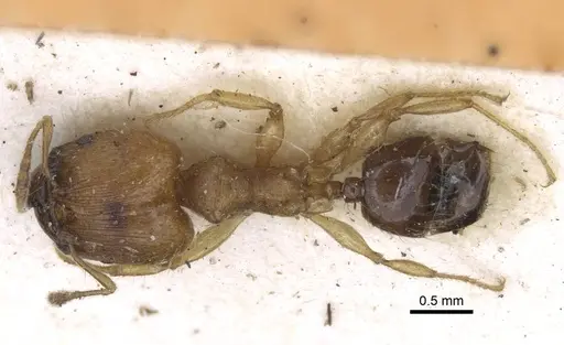 Pheidole sericella specimen CASENT0916952 image casent0916952_1