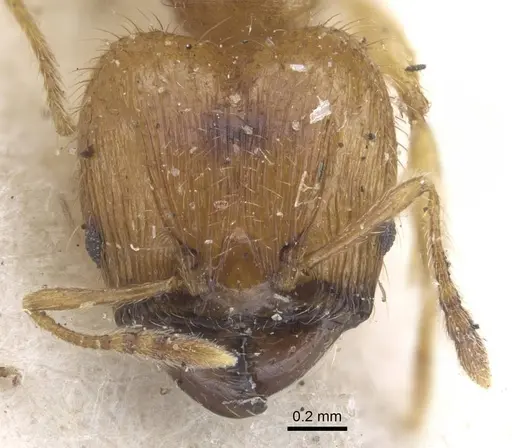 Pheidole sericella specimen CASENT0916952 image casent0916952_2