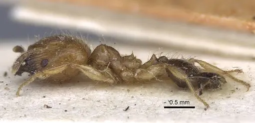 Pheidole sericella specimen CASENT0916952 image casent0916952_3