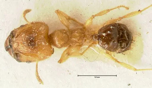Pheidole sericella specimen FOCOL1415 image focol1415_1