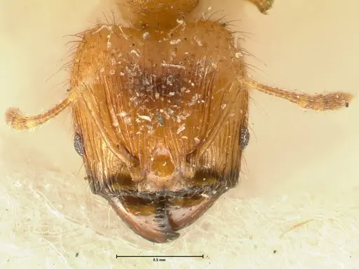 Pheidole sericella specimen FOCOL1415 image focol1415_2