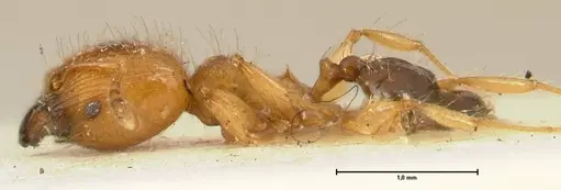 Pheidole sericella specimen FOCOL1415 image focol1415_3