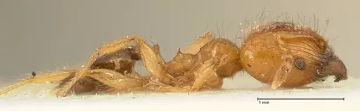 Pheidole sericella specimen FOCOL1415 image focol1415_4