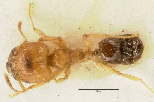 Pheidole sericella specimen FOCOL1416 image focol1416_1