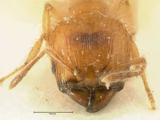 Pheidole sericella specimen FOCOL1416 image focol1416_2