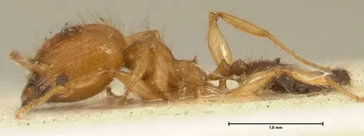 Pheidole sericella specimen FOCOL1416 image focol1416_3