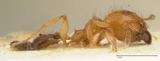Pheidole sericella specimen FOCOL1416 image focol1416_4