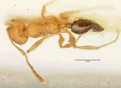 Pheidole sericella specimen FOCOL1417 image focol1417_1