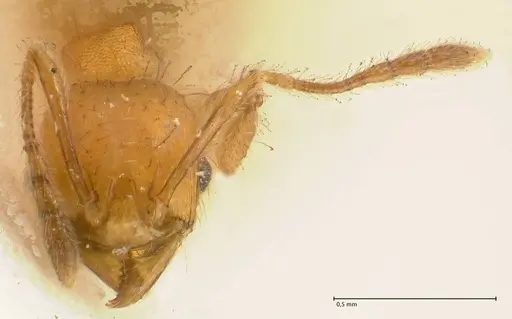 Pheidole sericella specimen FOCOL1417 image focol1417_2