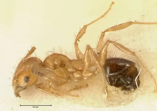 Pheidole sericella specimen FOCOL1417 image focol1417_3