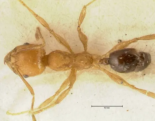 Pheidole sericella specimen FOCOL1418 image focol1418_1